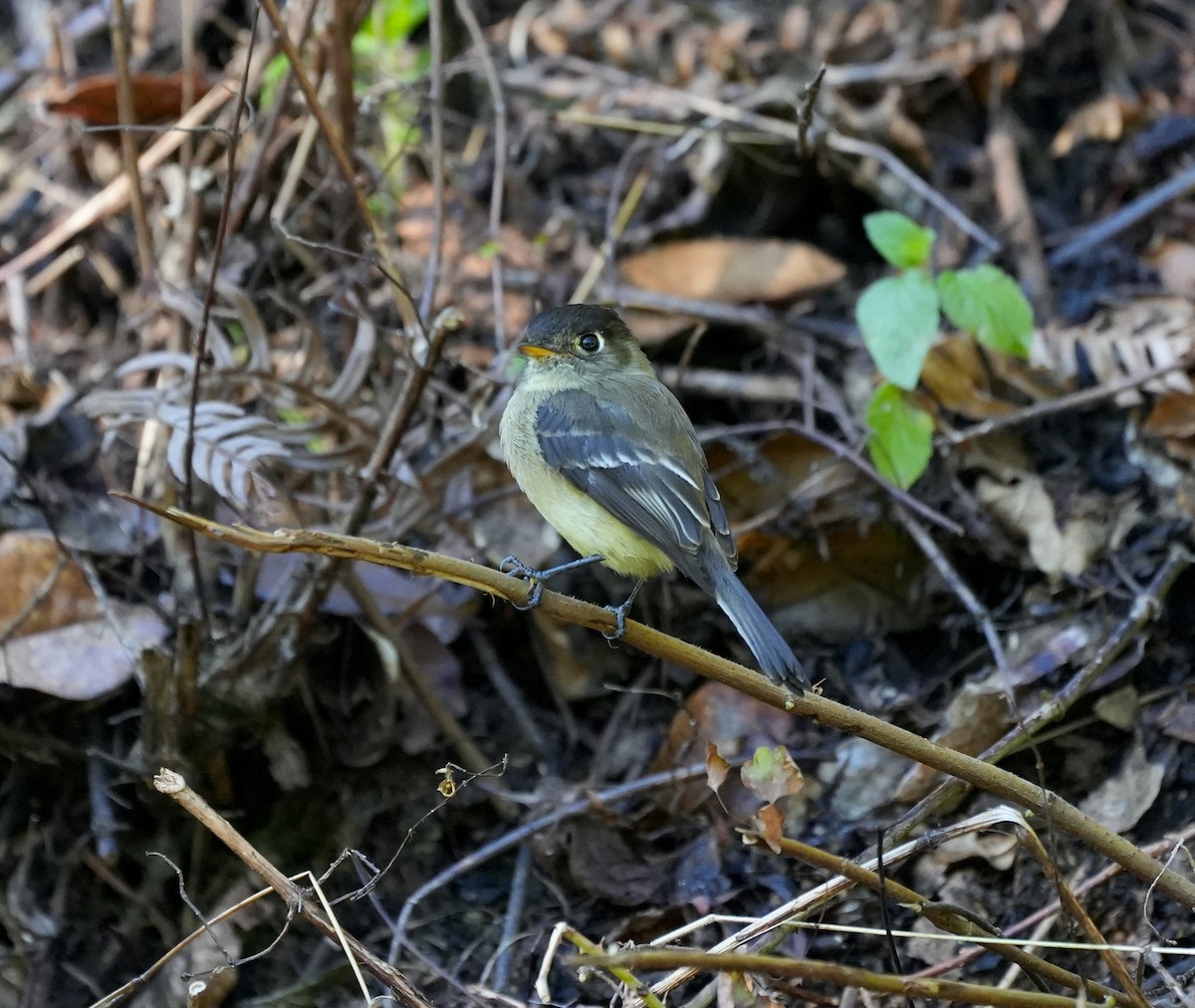 Black-capped Flycatcher - ML625388794