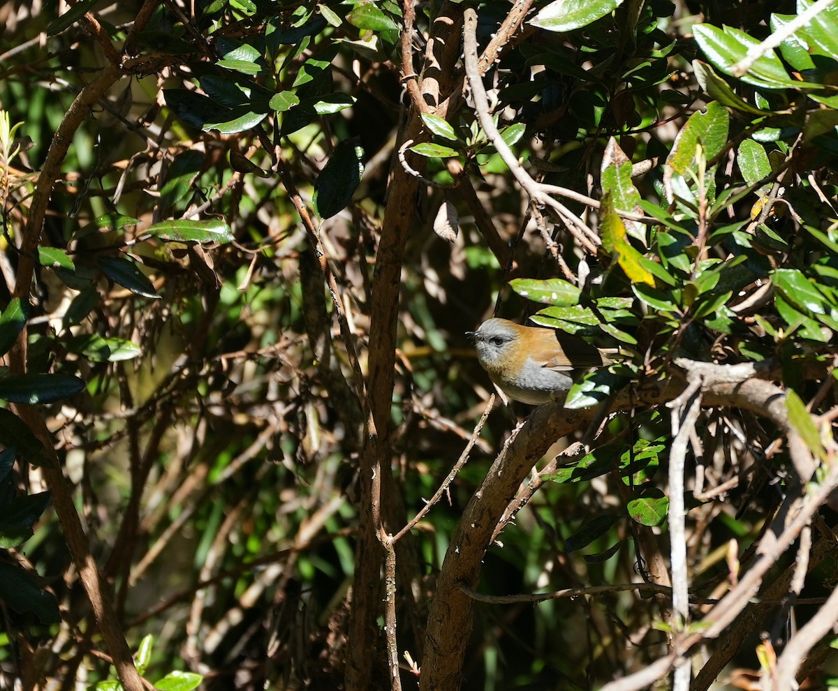 Black-billed Nightingale-Thrush - ML625388799