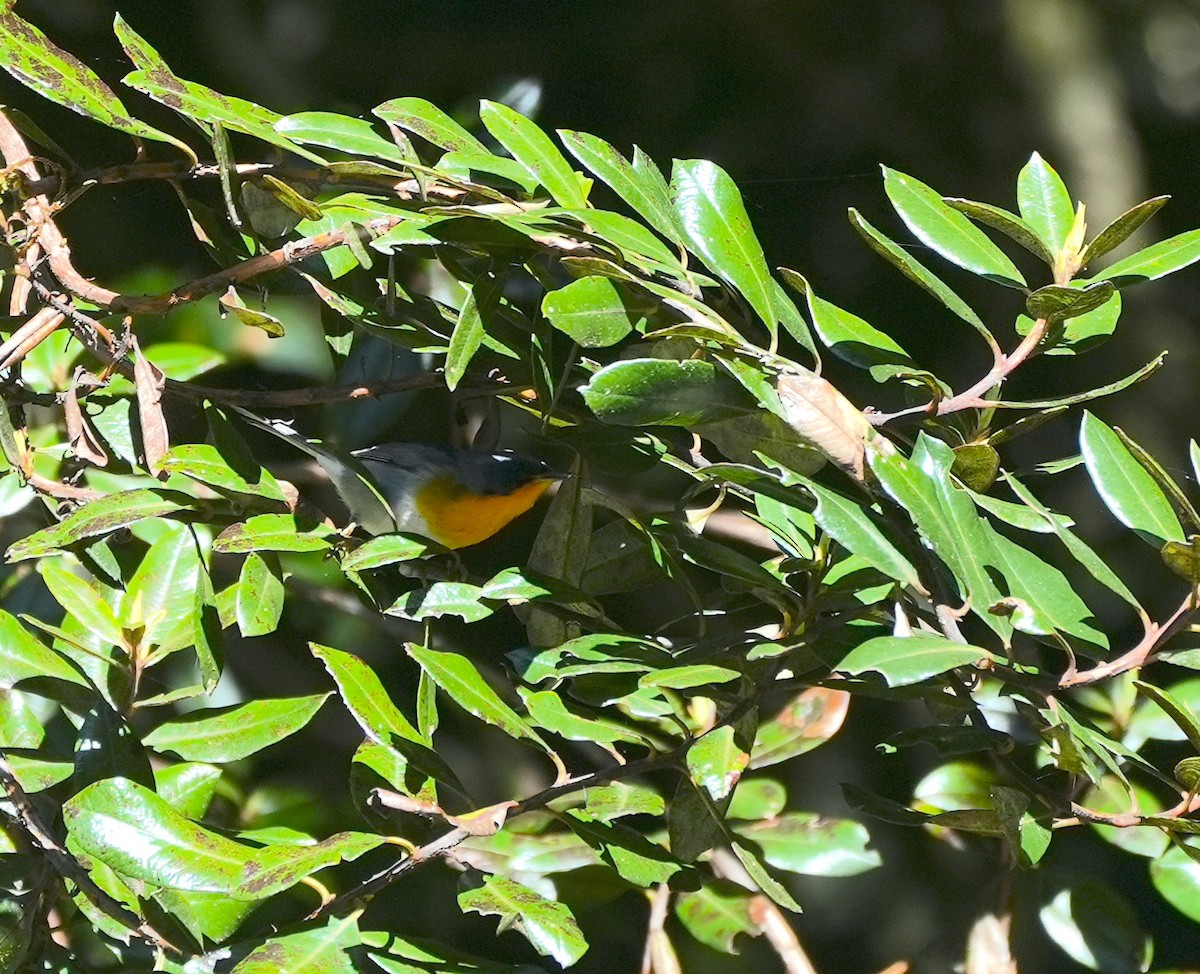 Flame-throated Warbler - ML625388801