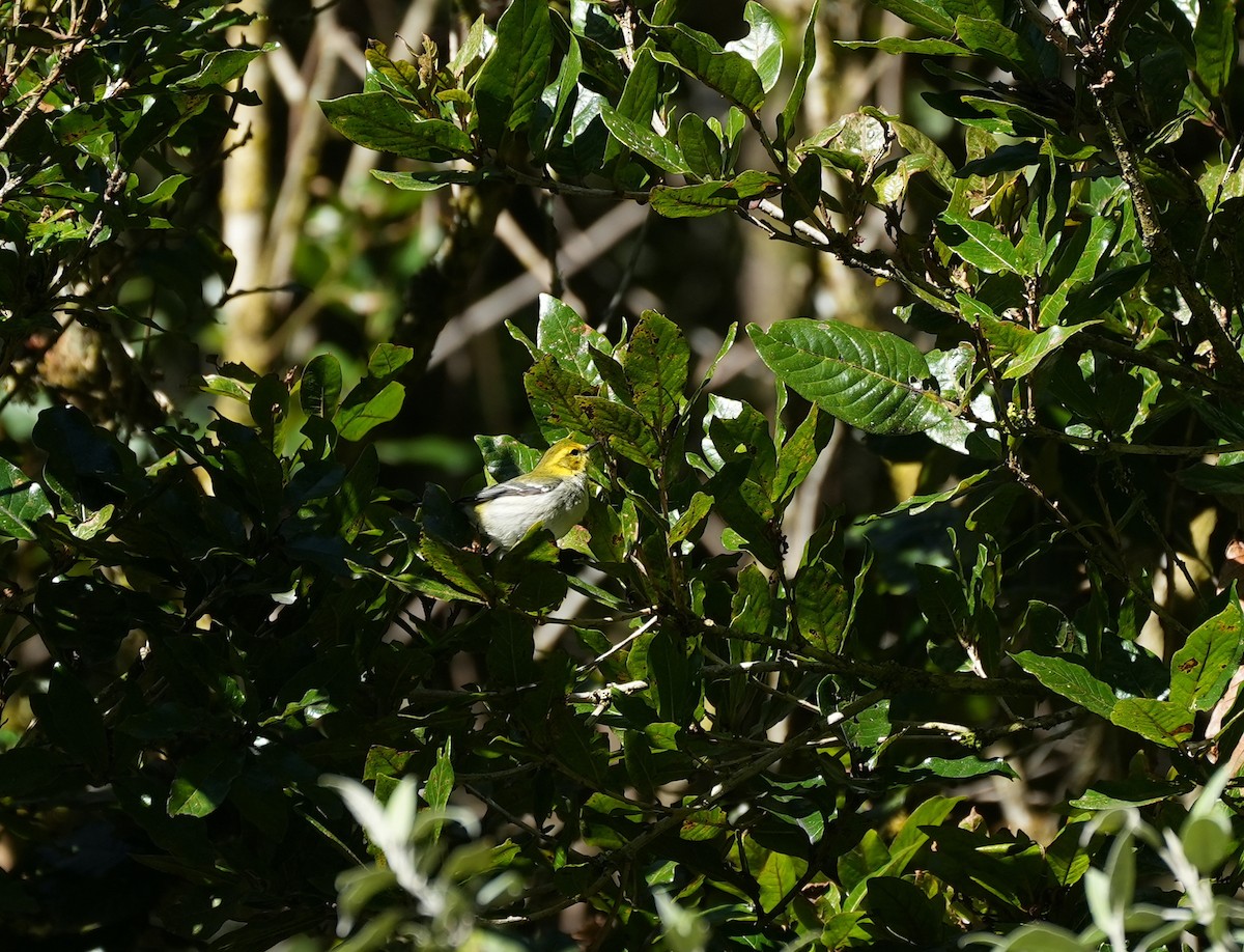 Black-throated Green Warbler - ML625388802