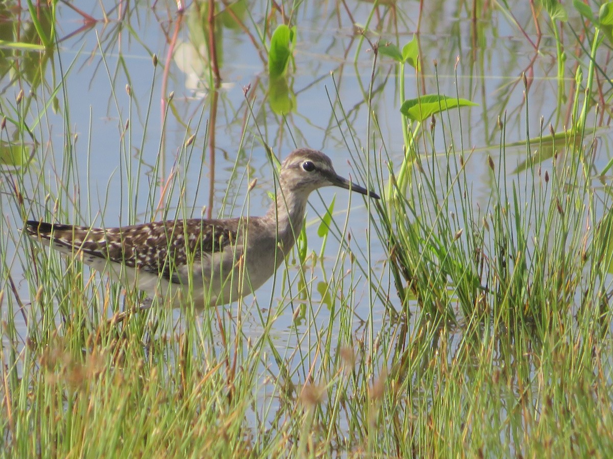 Wood Sandpiper - ML625388844