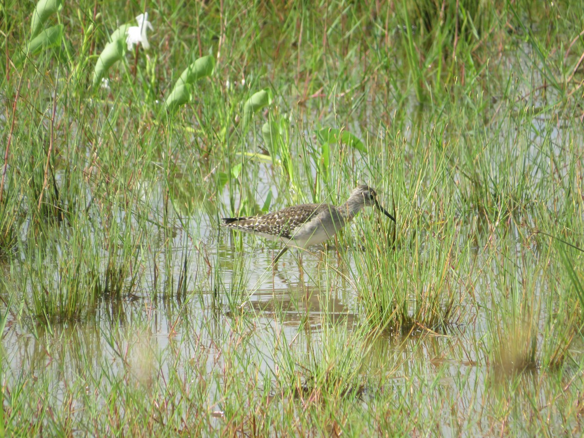 Wood Sandpiper - ML625388846