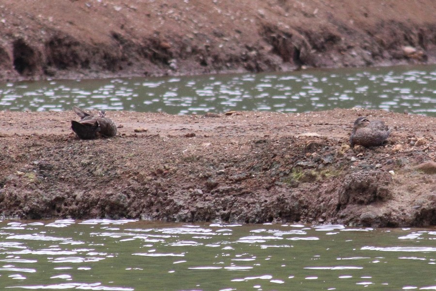Pacific Black Duck - ML625388847