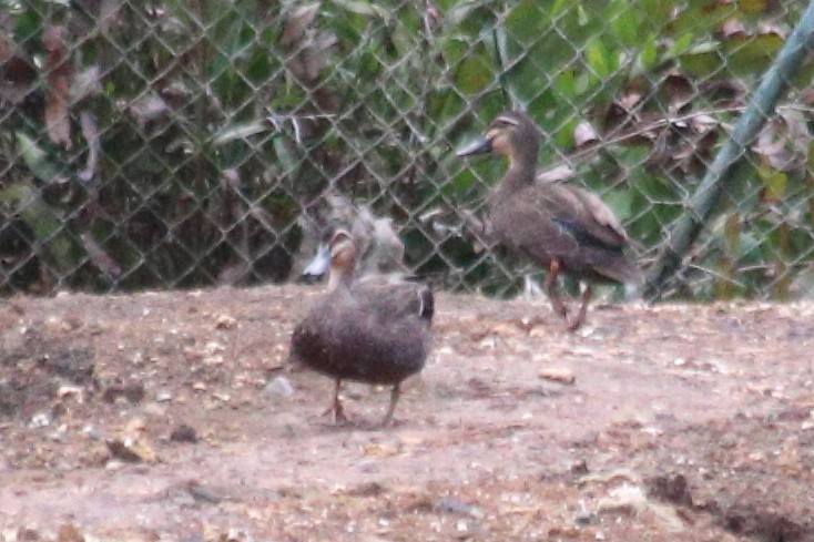 Pacific Black Duck - ML625388848