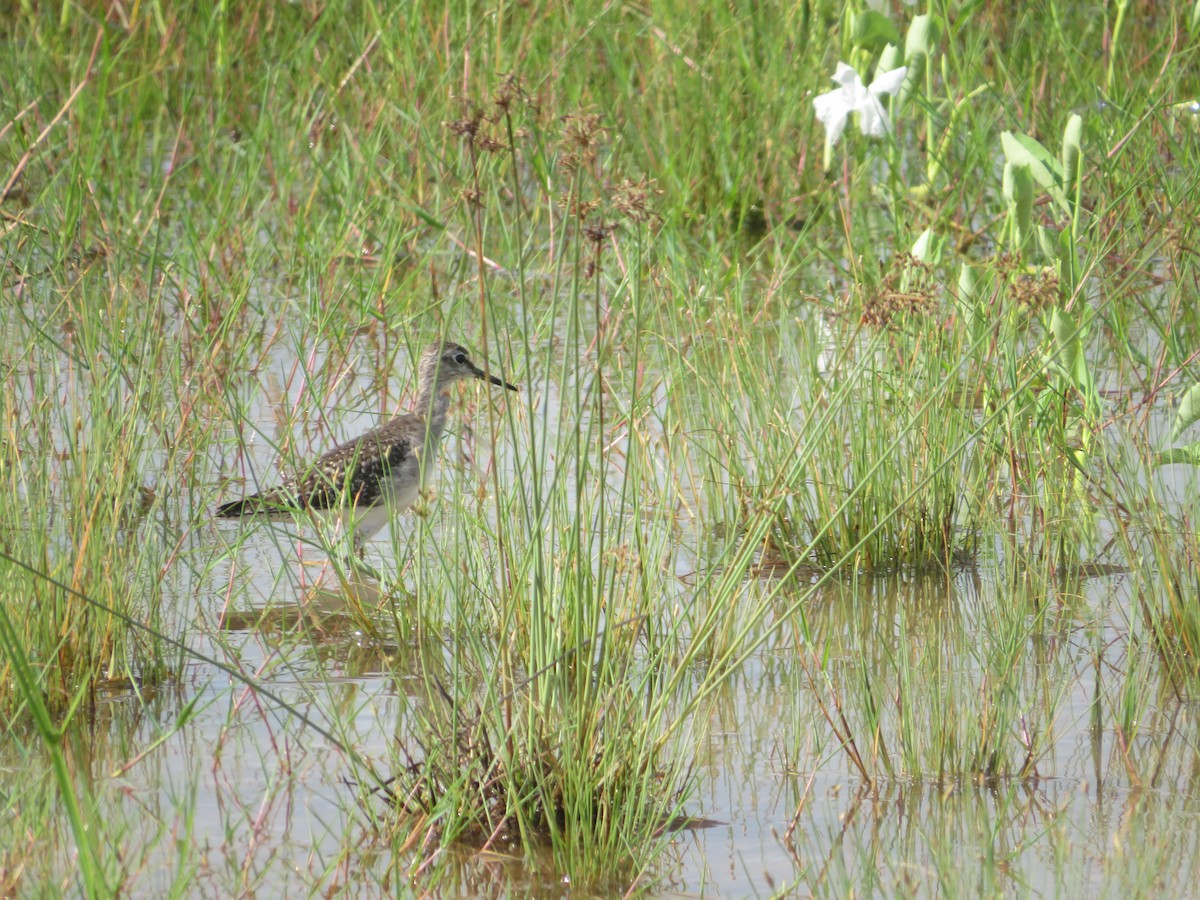 Wood Sandpiper - Ragupathy Kannan