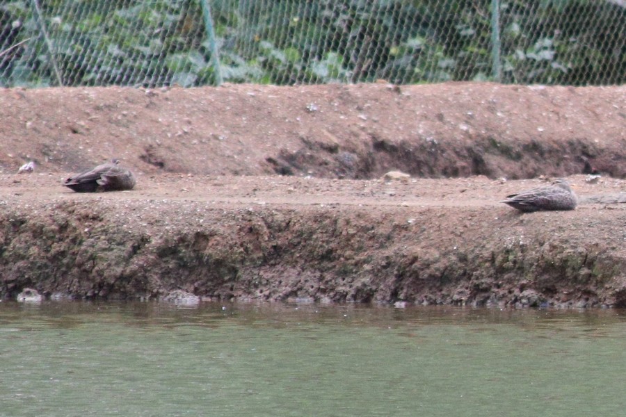 Pacific Black Duck - ML625388859