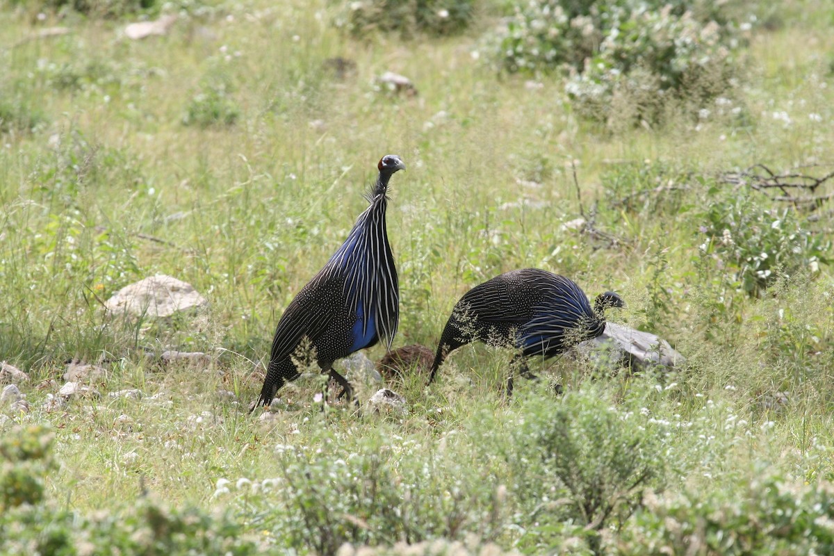 Vulturine Guineafowl - ML625388922