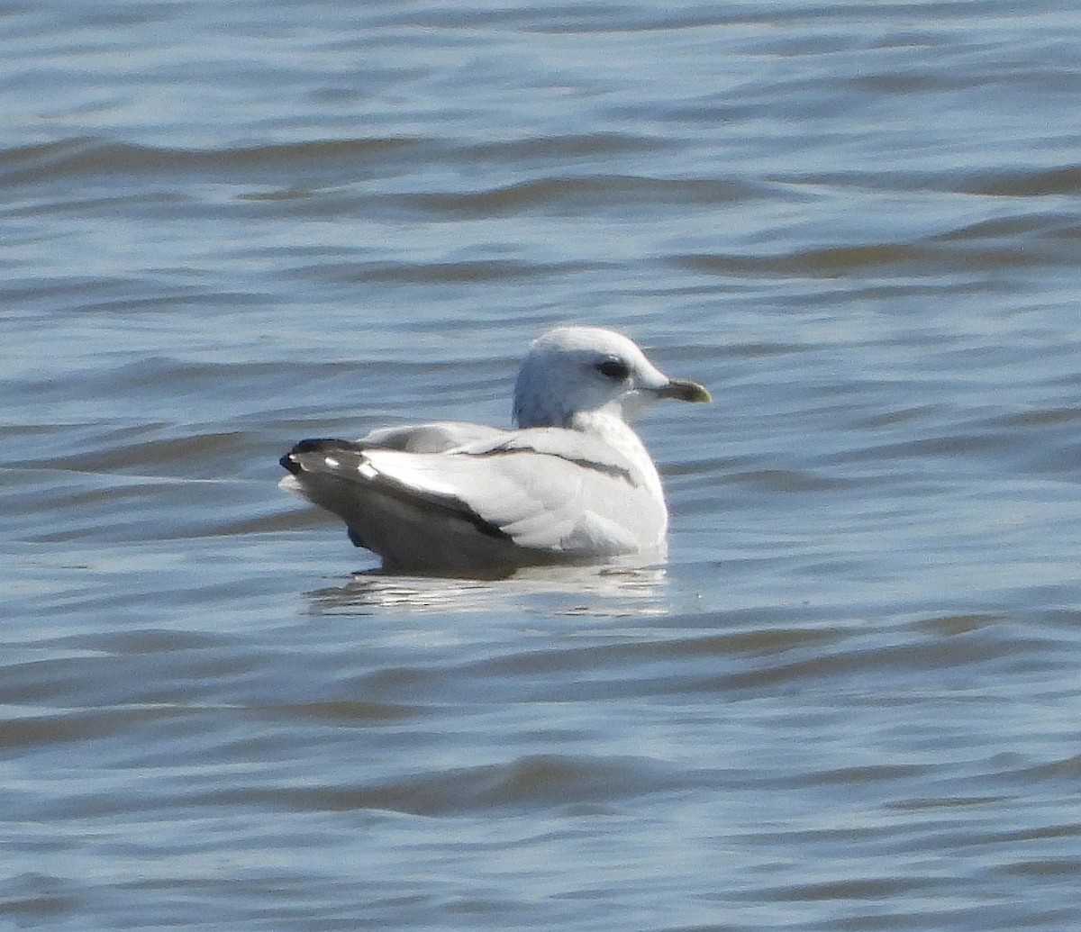 Common Gull - Jan Förderer