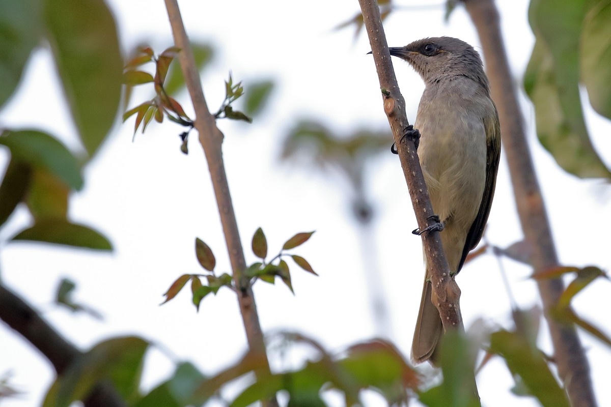 Brown Honeyeater - ML625389042