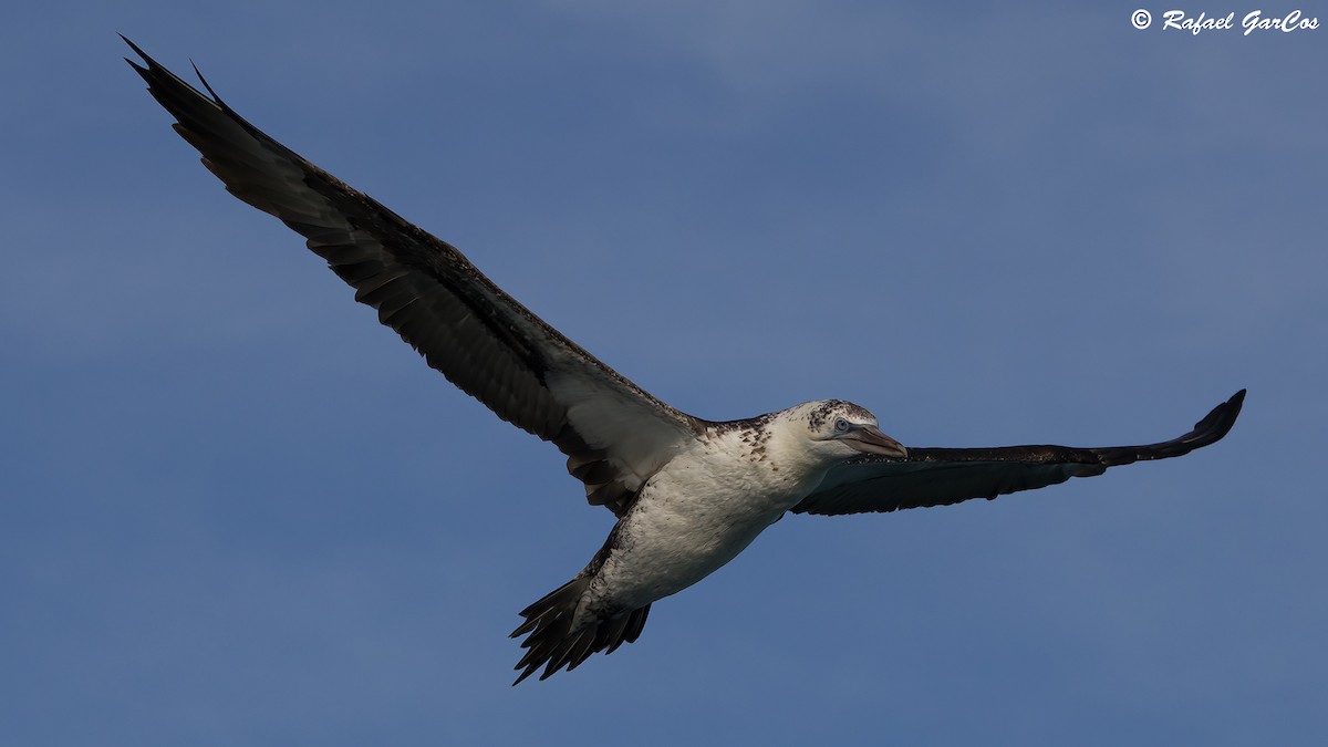 Northern Gannet - ML625389136