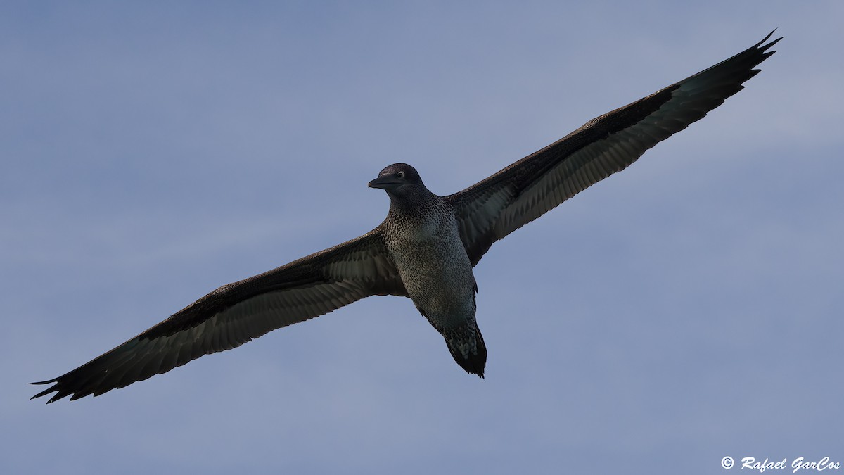 Northern Gannet - ML625389137