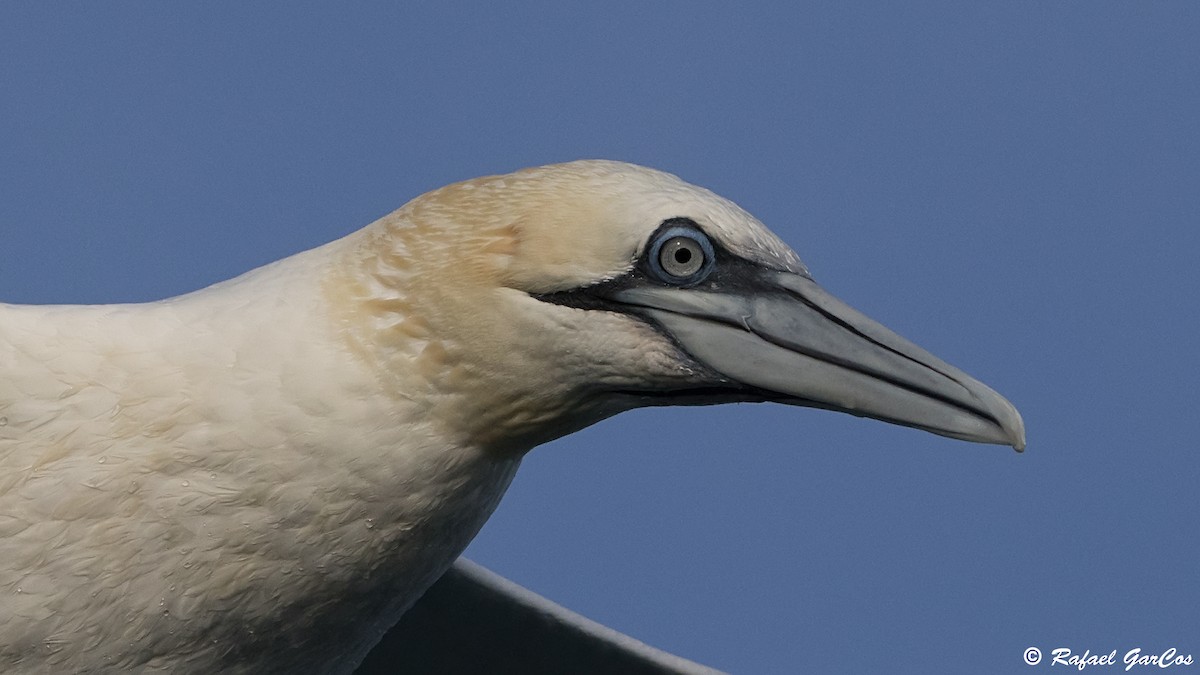 Northern Gannet - ML625389138