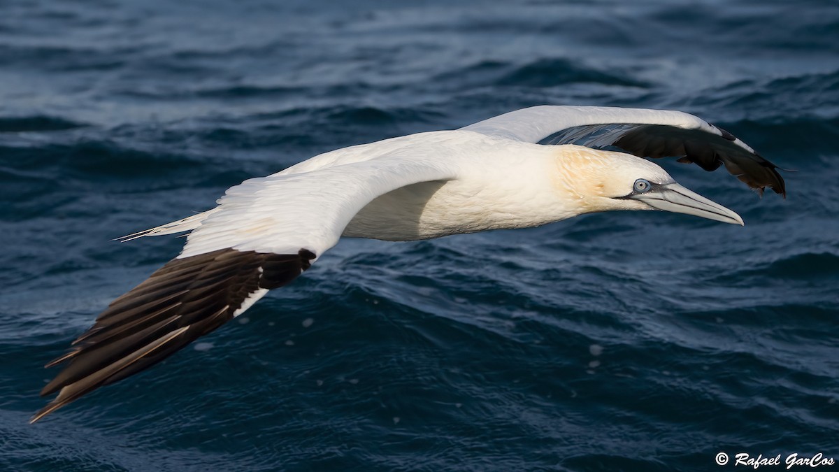 Northern Gannet - ML625389139