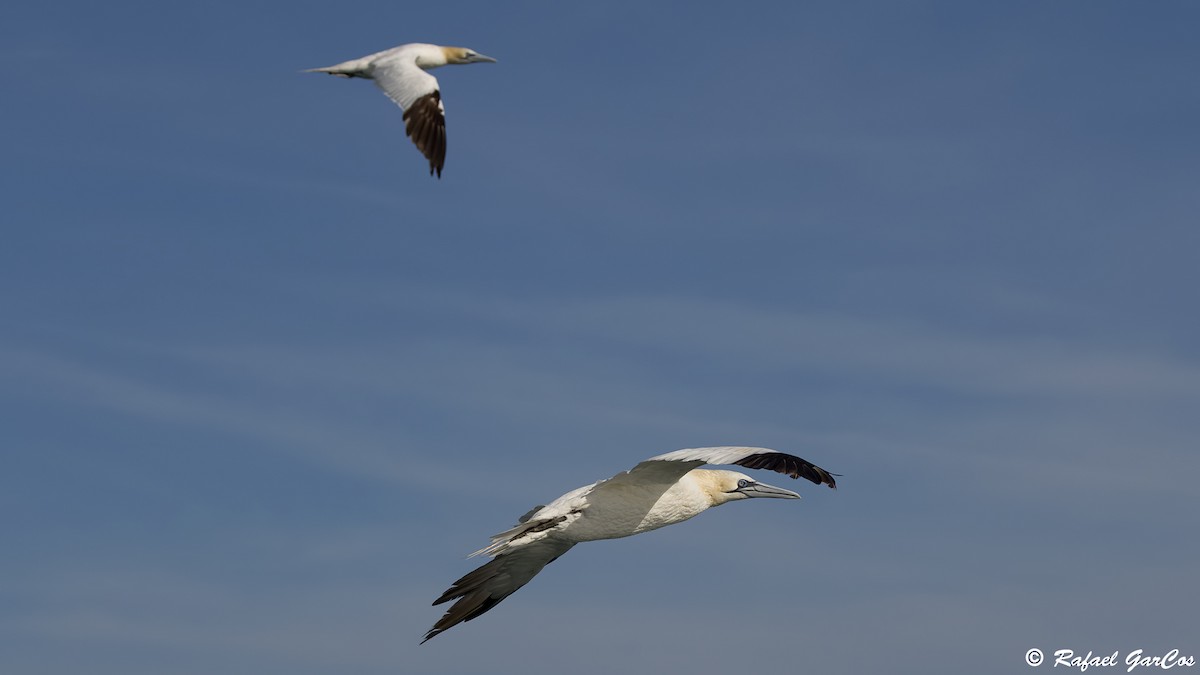 Northern Gannet - ML625389144