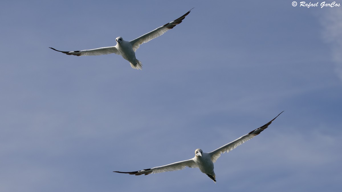 Northern Gannet - ML625389145