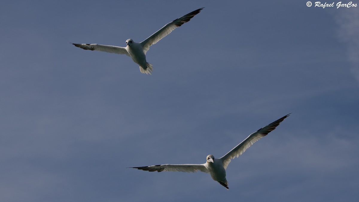 Northern Gannet - Rafael García