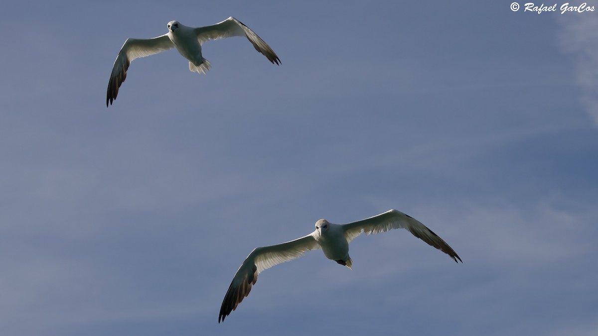 Northern Gannet - ML625389147