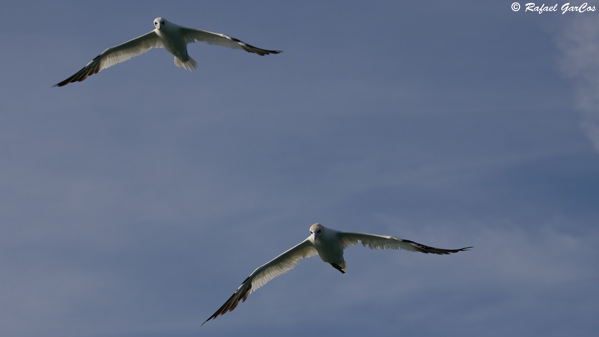 Northern Gannet - ML625389148