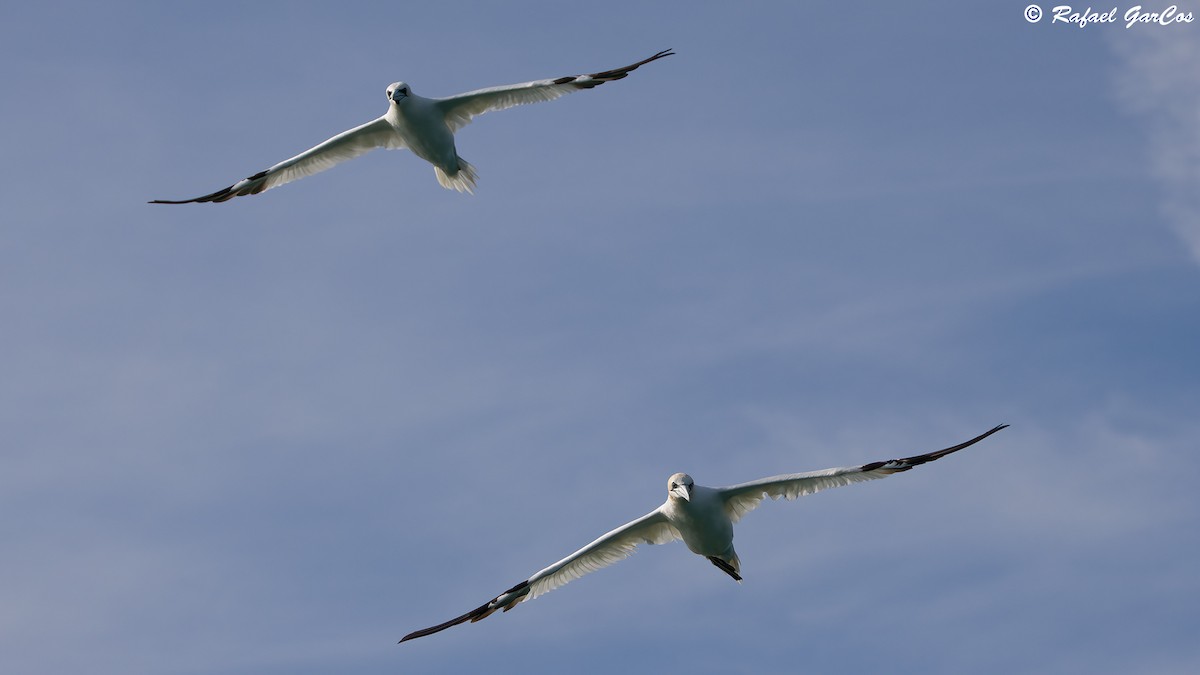 Northern Gannet - ML625389149