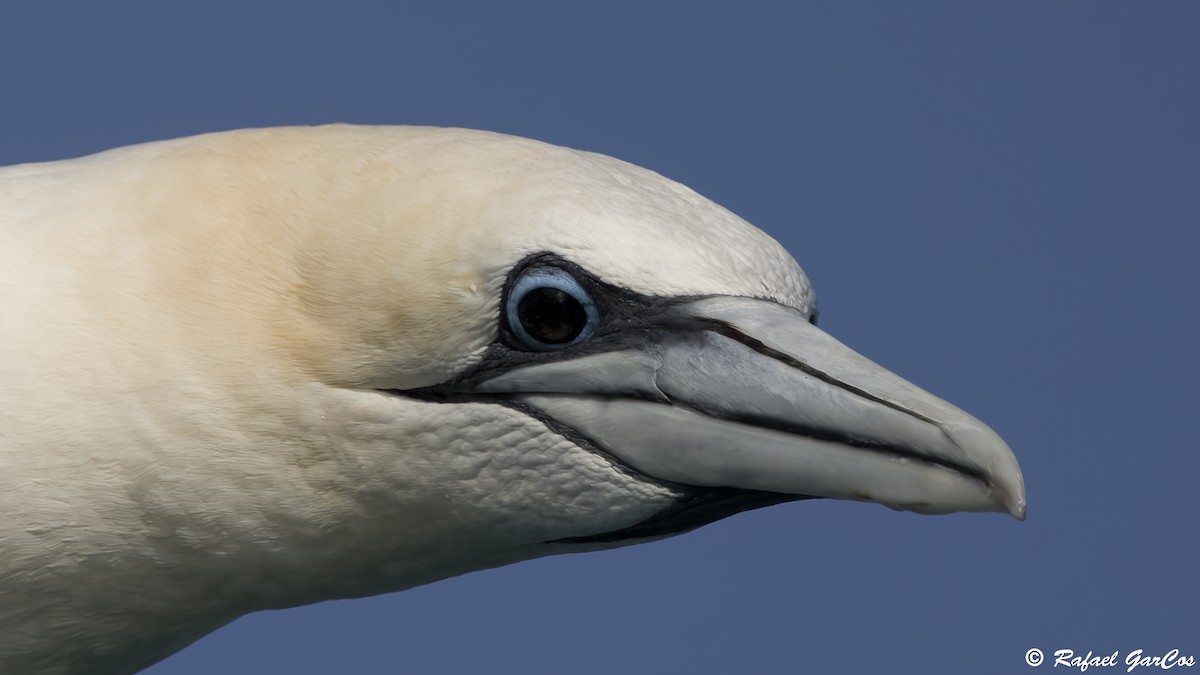 Northern Gannet - ML625389150