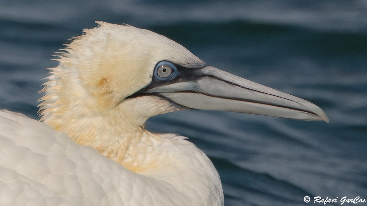 Northern Gannet - ML625389157