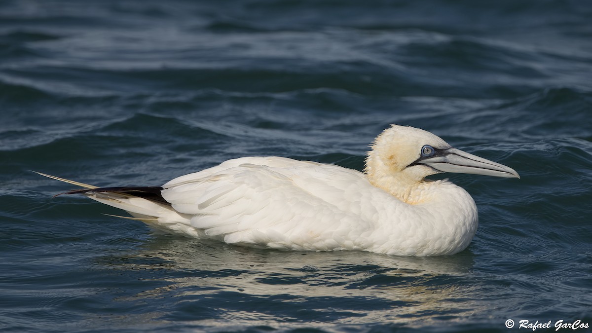 Northern Gannet - ML625389158