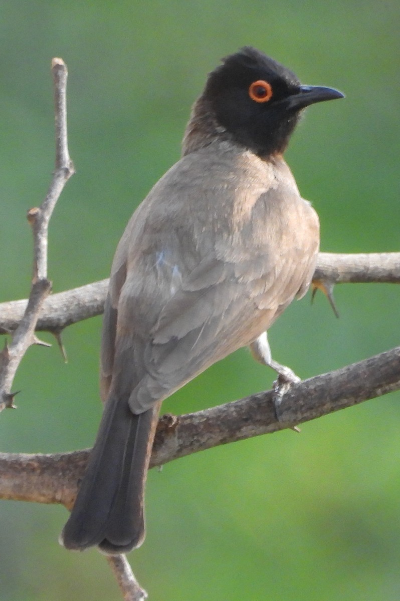 Black-fronted Bulbul - ML625389185