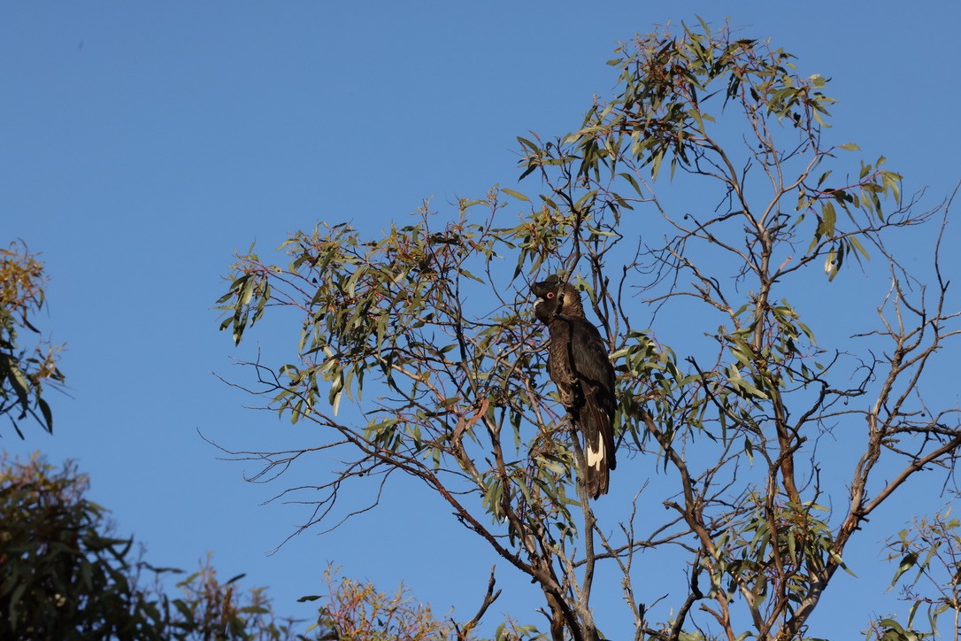 Carnaby's Black-Cockatoo - ML625389190