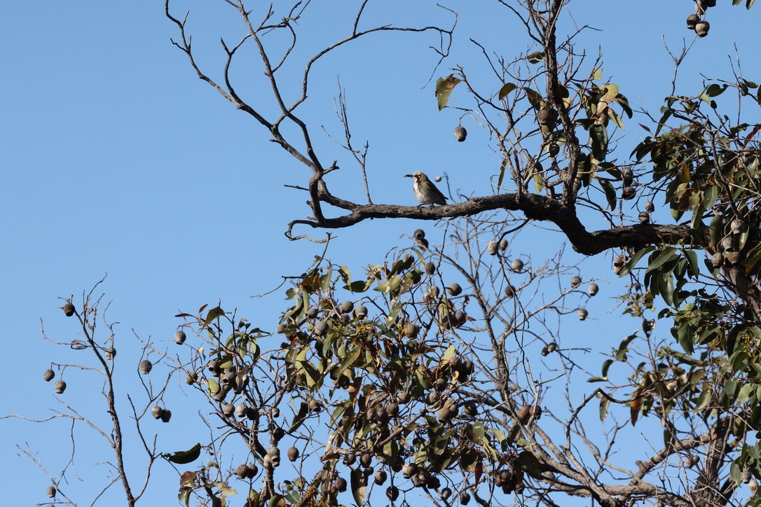Tawny-crowned Honeyeater - ML625389193