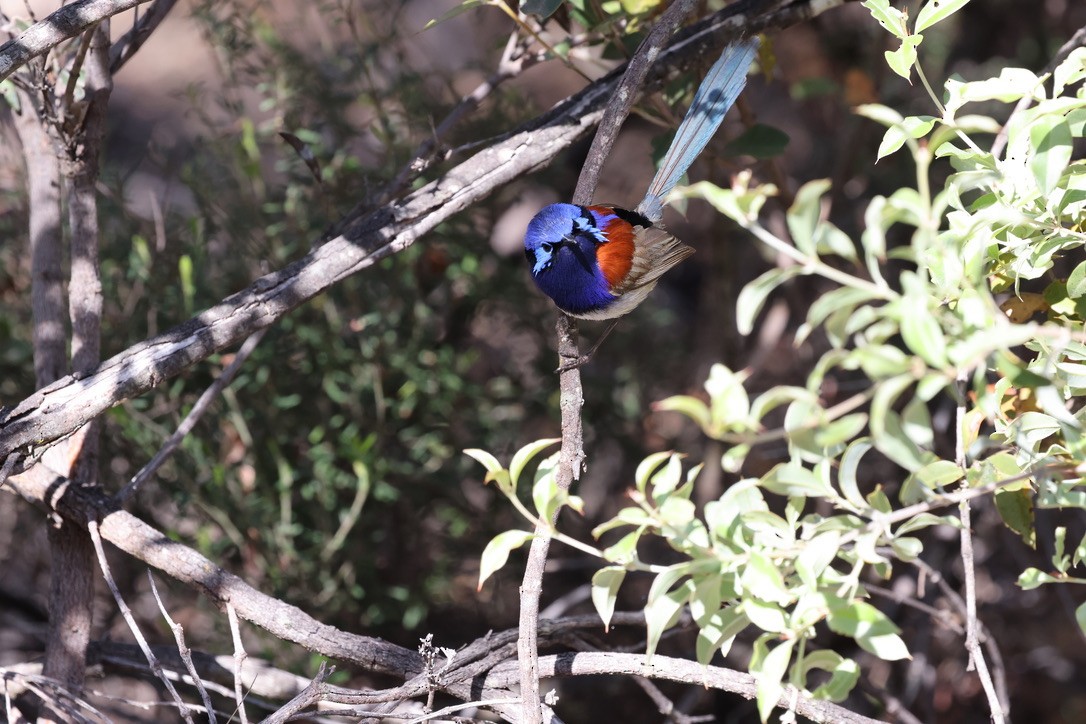 Blue-breasted Fairywren - ML625389199