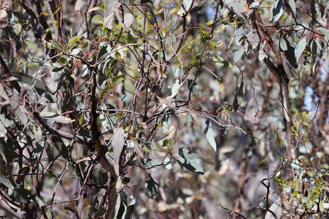 Inland Thornbill - ML625389214