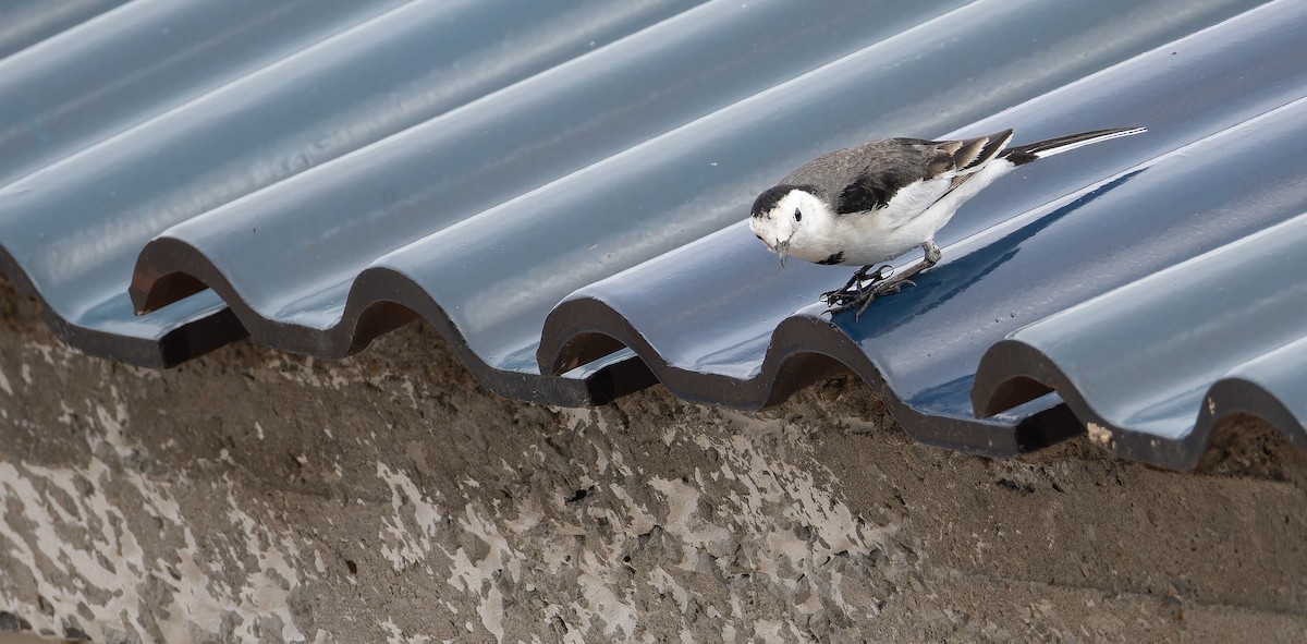 White Wagtail (Chinese) - Friedemann Arndt