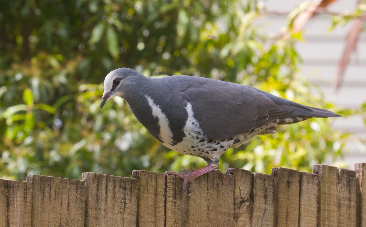 Wonga Pigeon - ML625389309