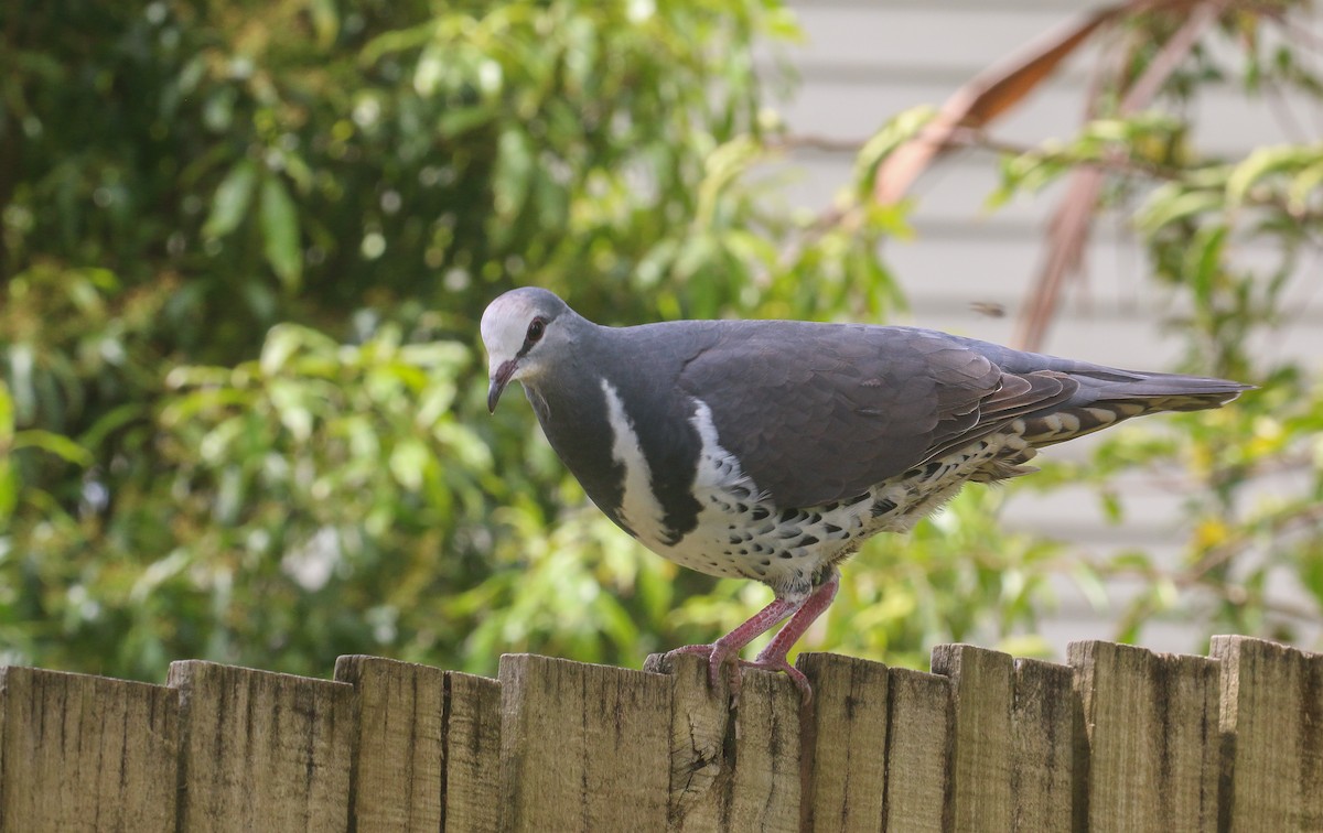 Wonga Pigeon - ML625389310