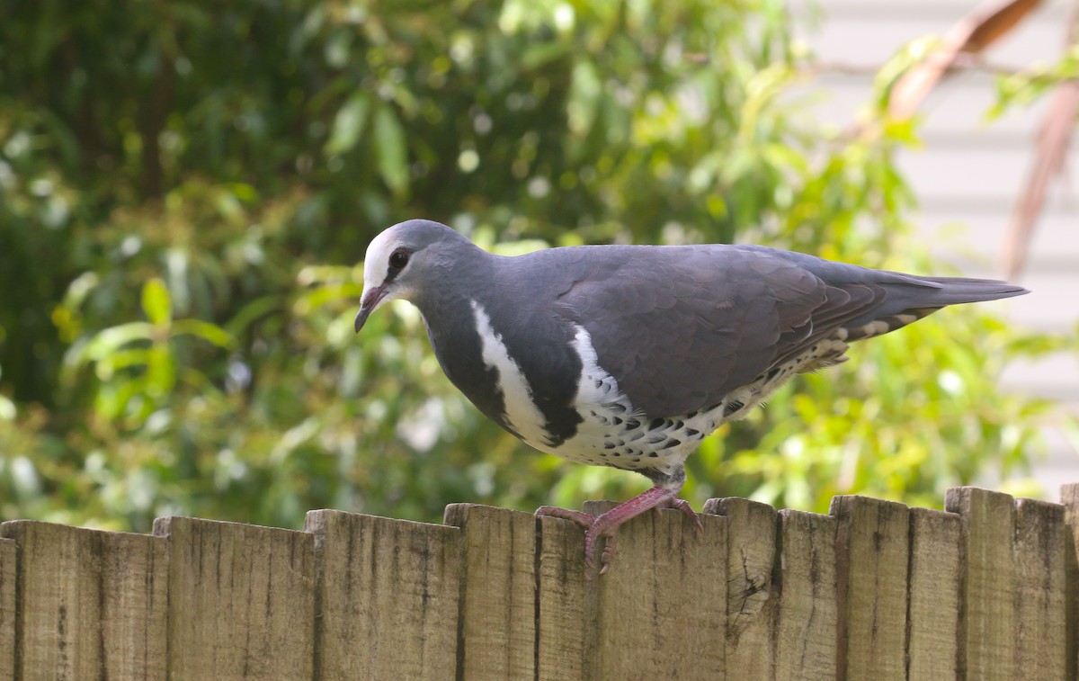 Wonga Pigeon - ML625389311