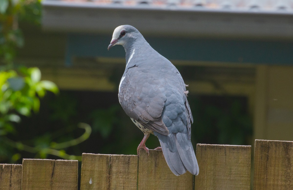 Wonga Pigeon - ML625389312