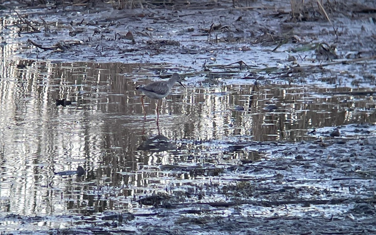 Lesser Yellowlegs - ML625389313