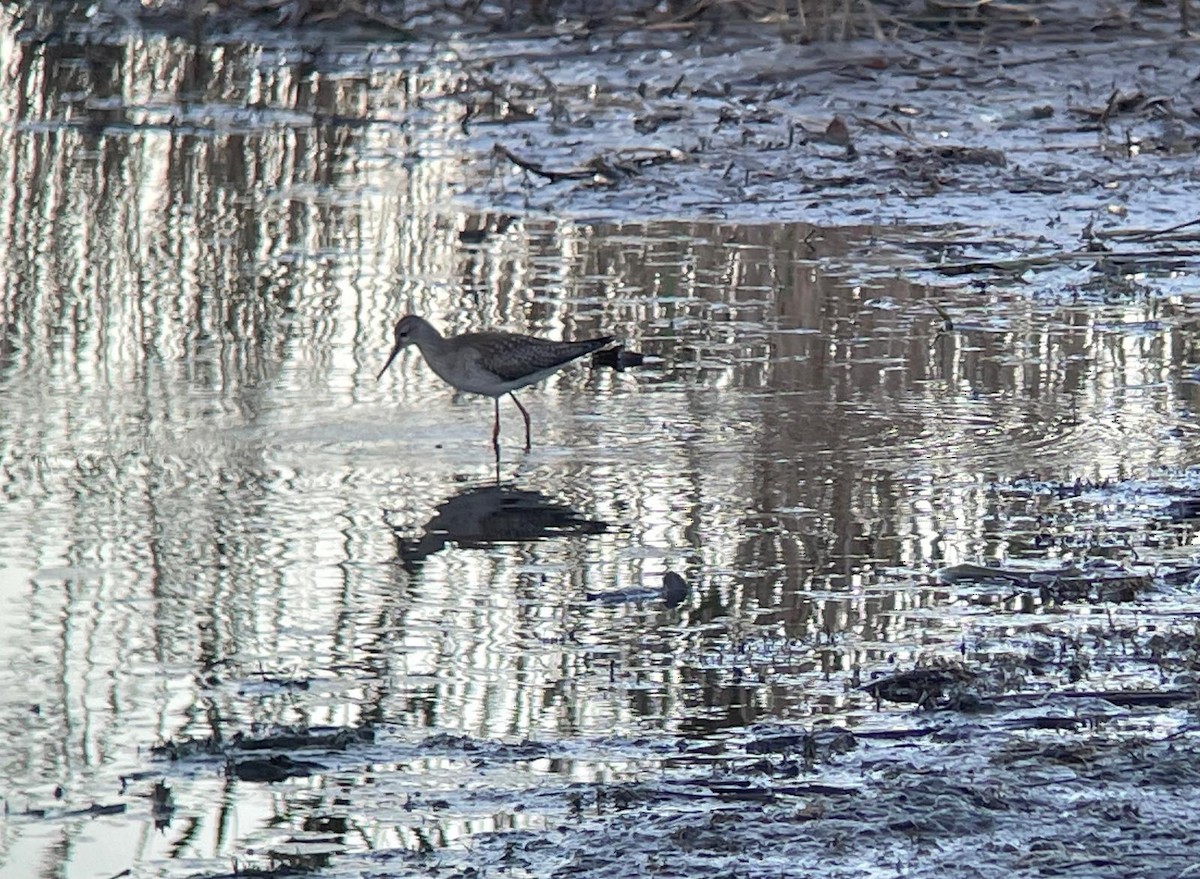 Lesser Yellowlegs - ML625389314
