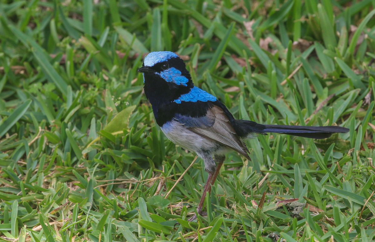 Superb Fairywren - Lucas Corneliussen