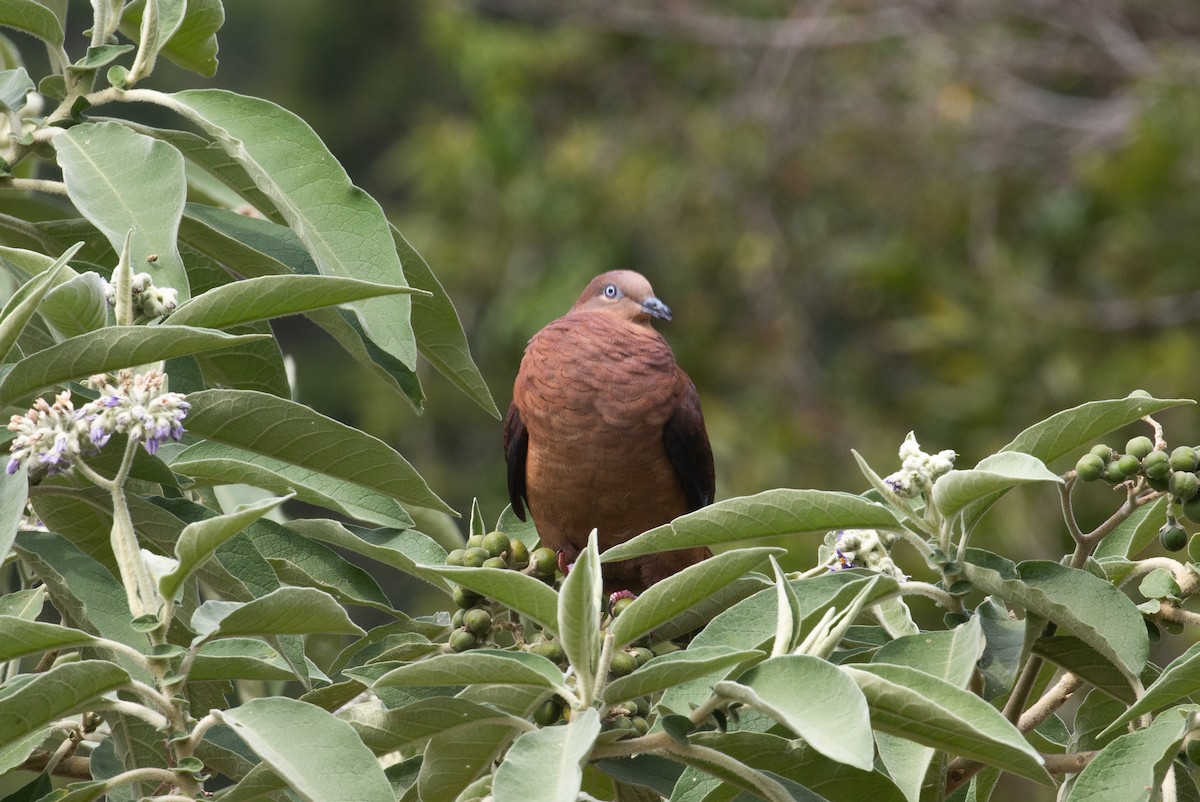 Brown Cuckoo-Dove - ML625389333