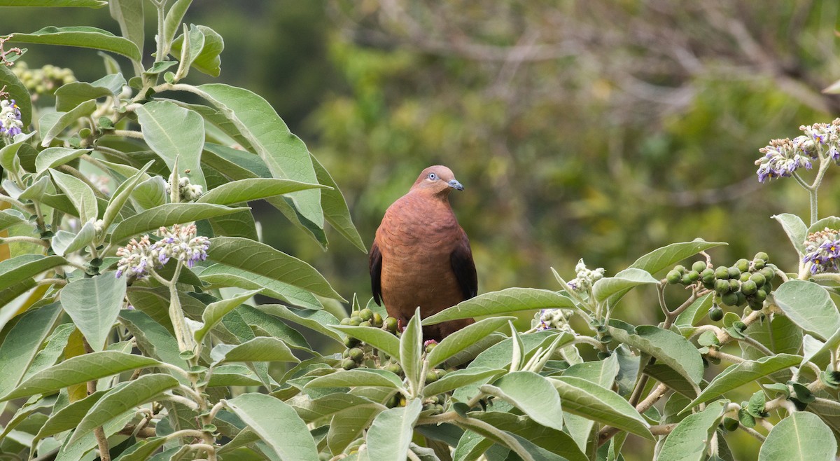 Brown Cuckoo-Dove - ML625389334