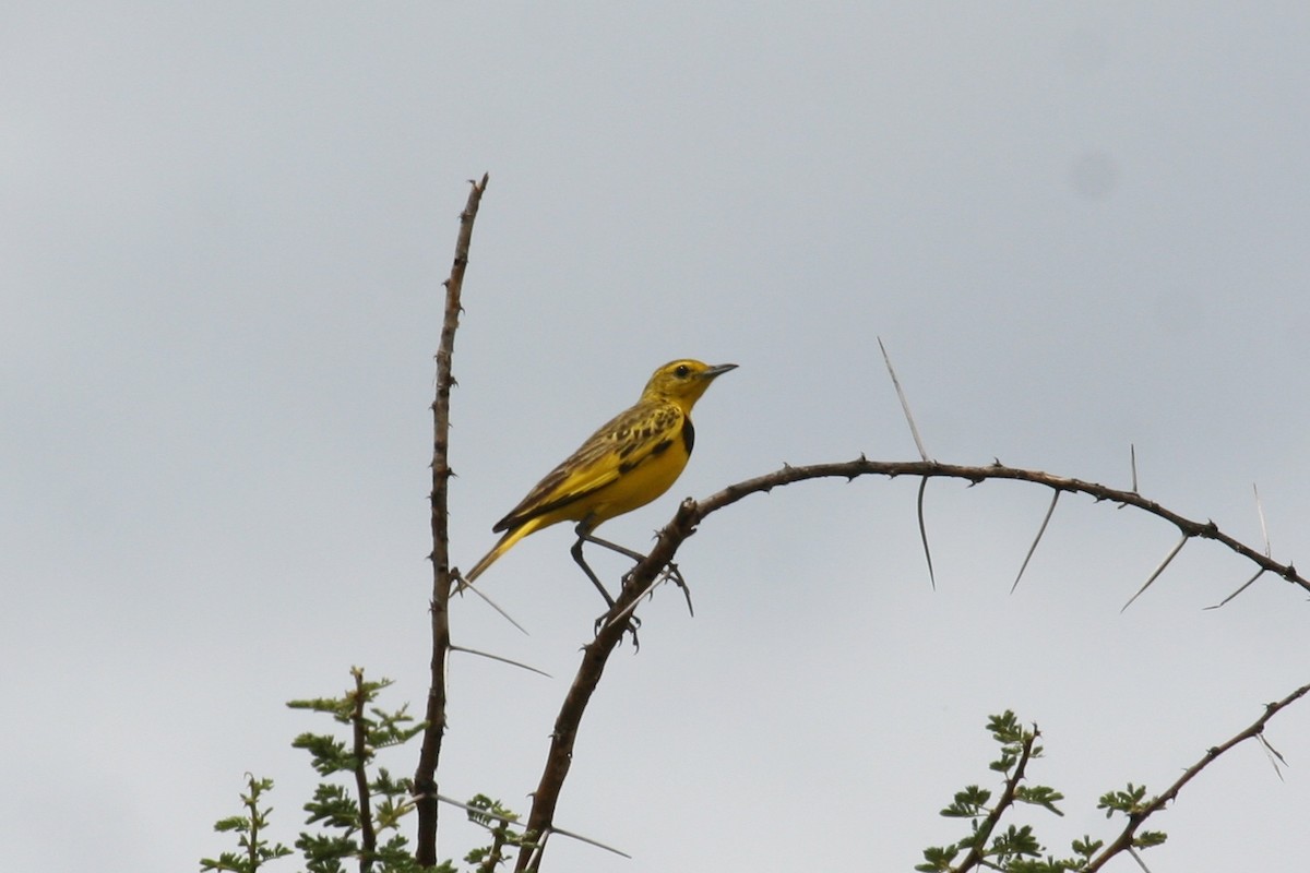 Pipit doré - ML625389348
