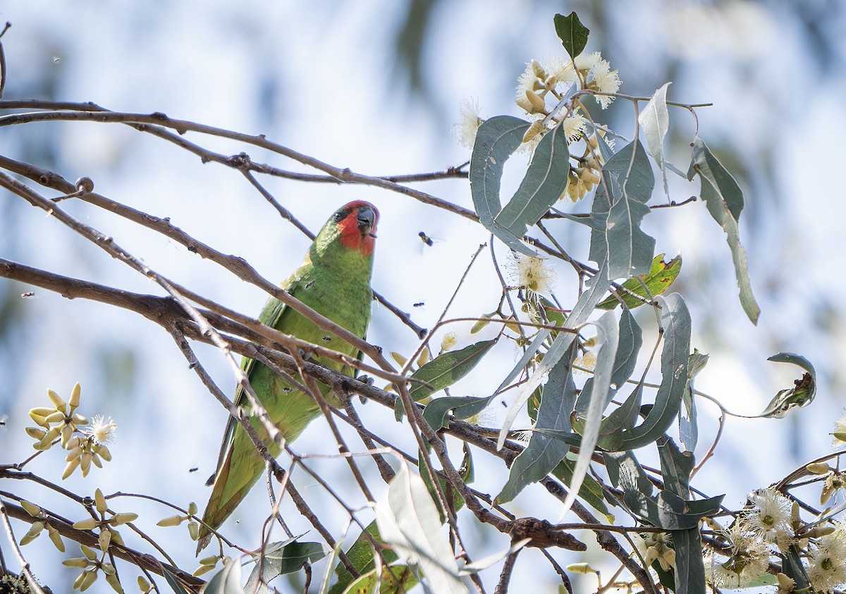 Little Lorikeet - ML625389361