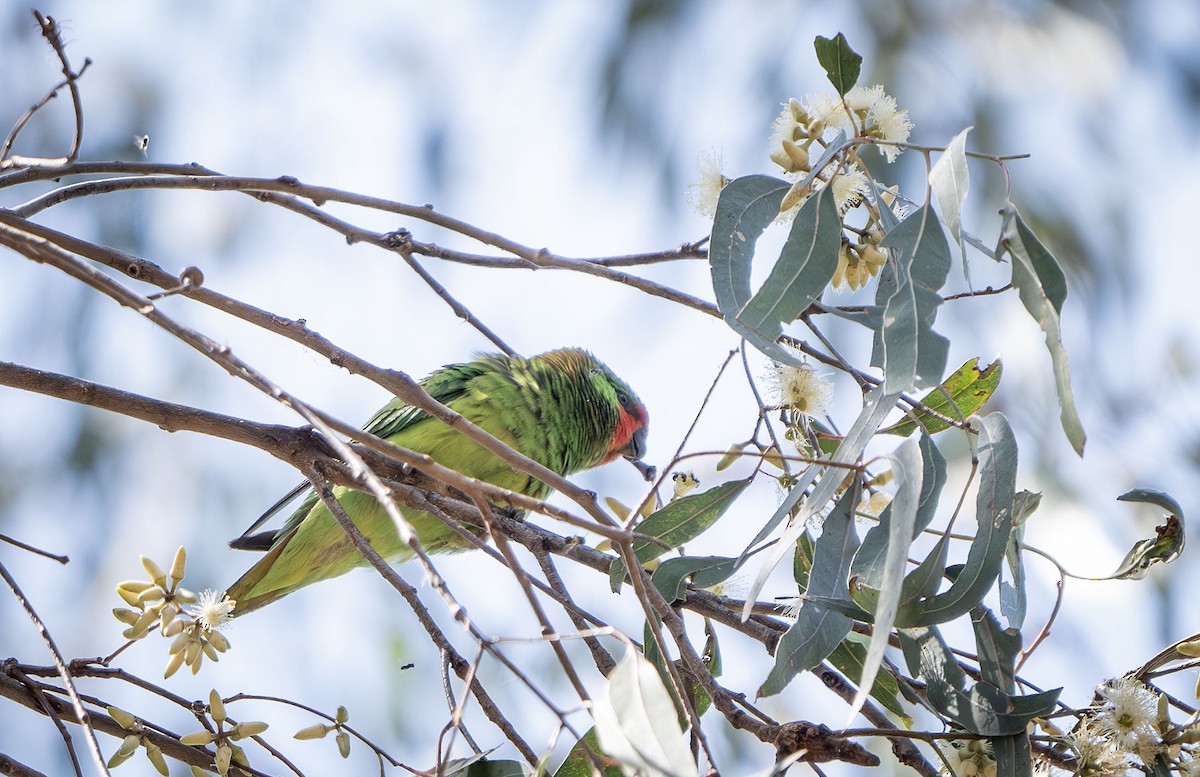 Little Lorikeet - ML625389362