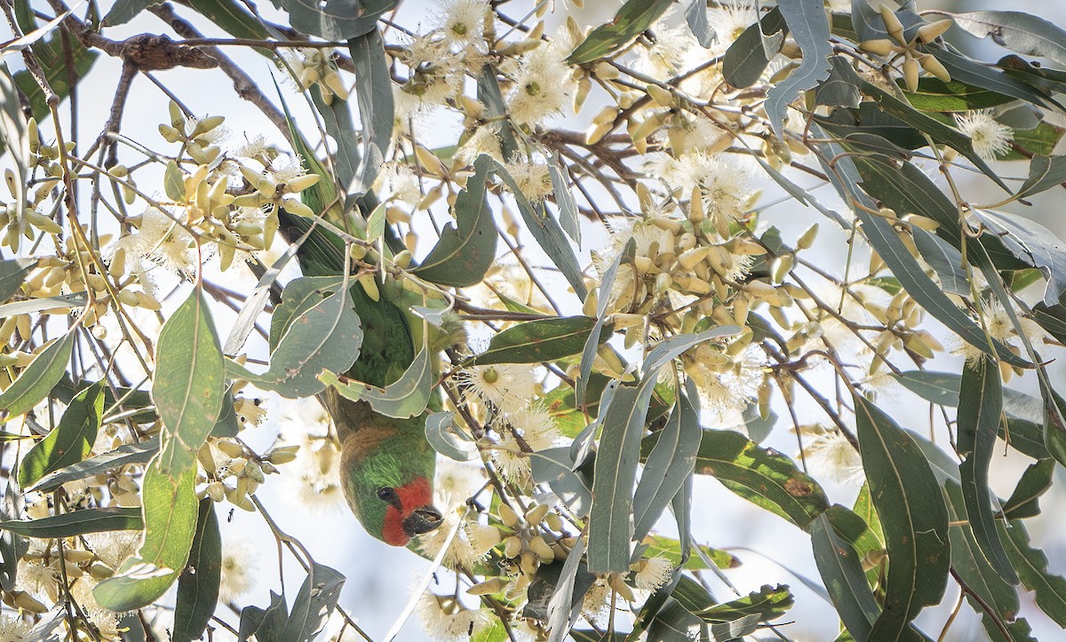 Little Lorikeet - ML625389363