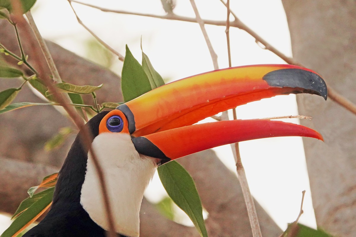 Toco Toucan - ML625389365