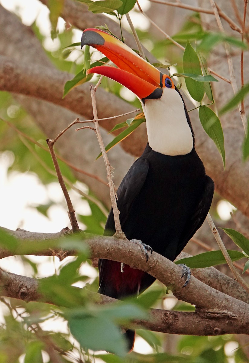 Toco Toucan - ML625389367