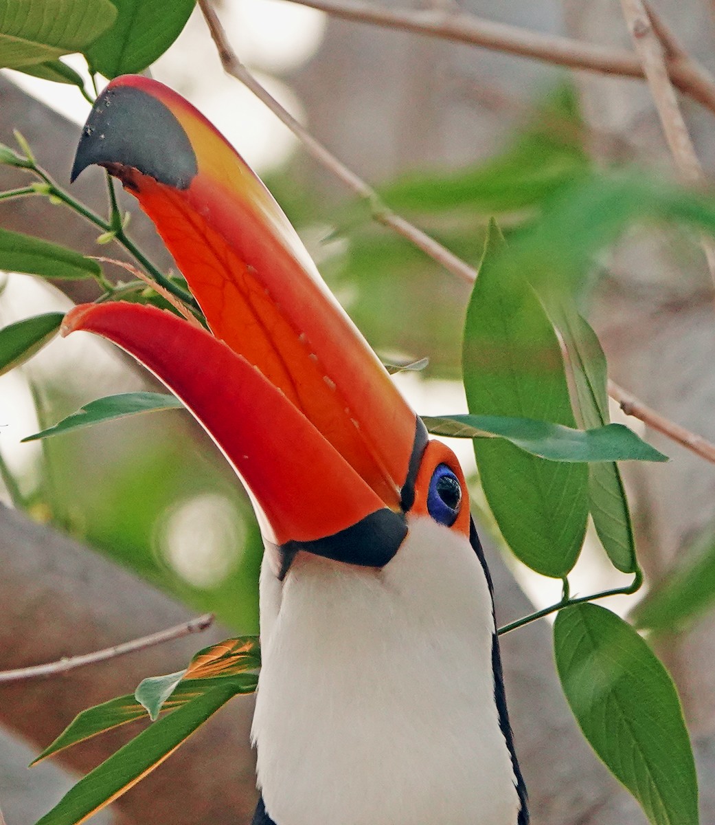 Toco Toucan - ML625389369