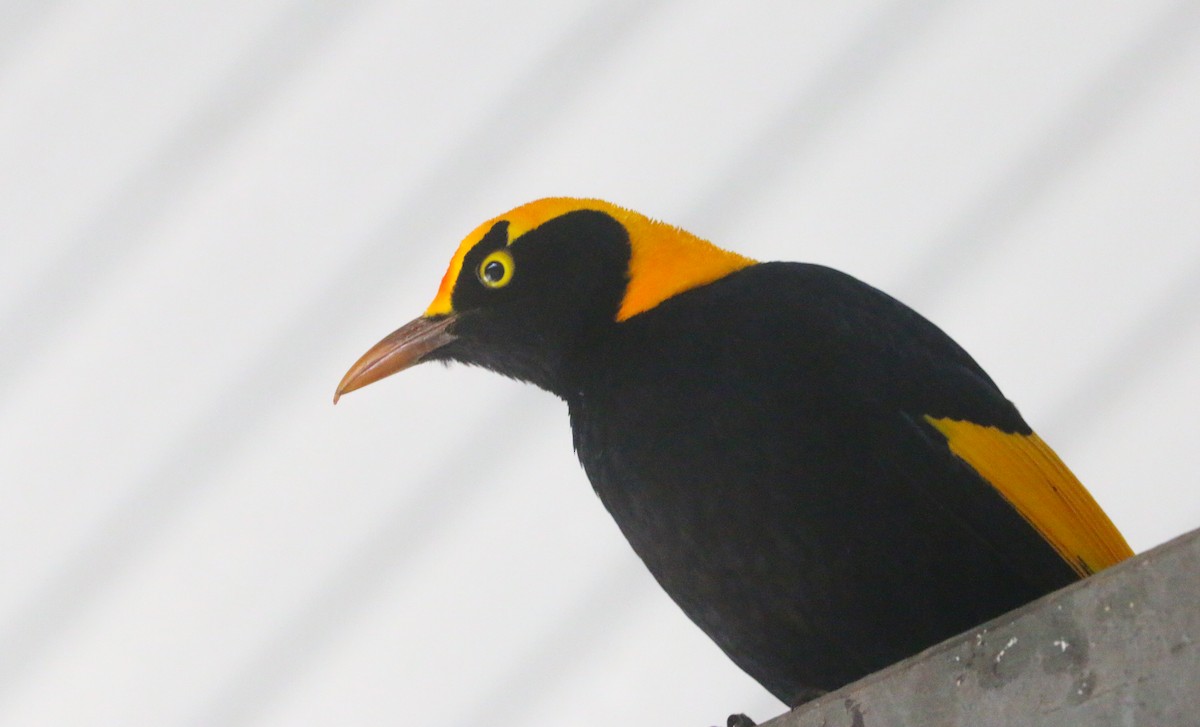 Regent Bowerbird - Lucas Corneliussen