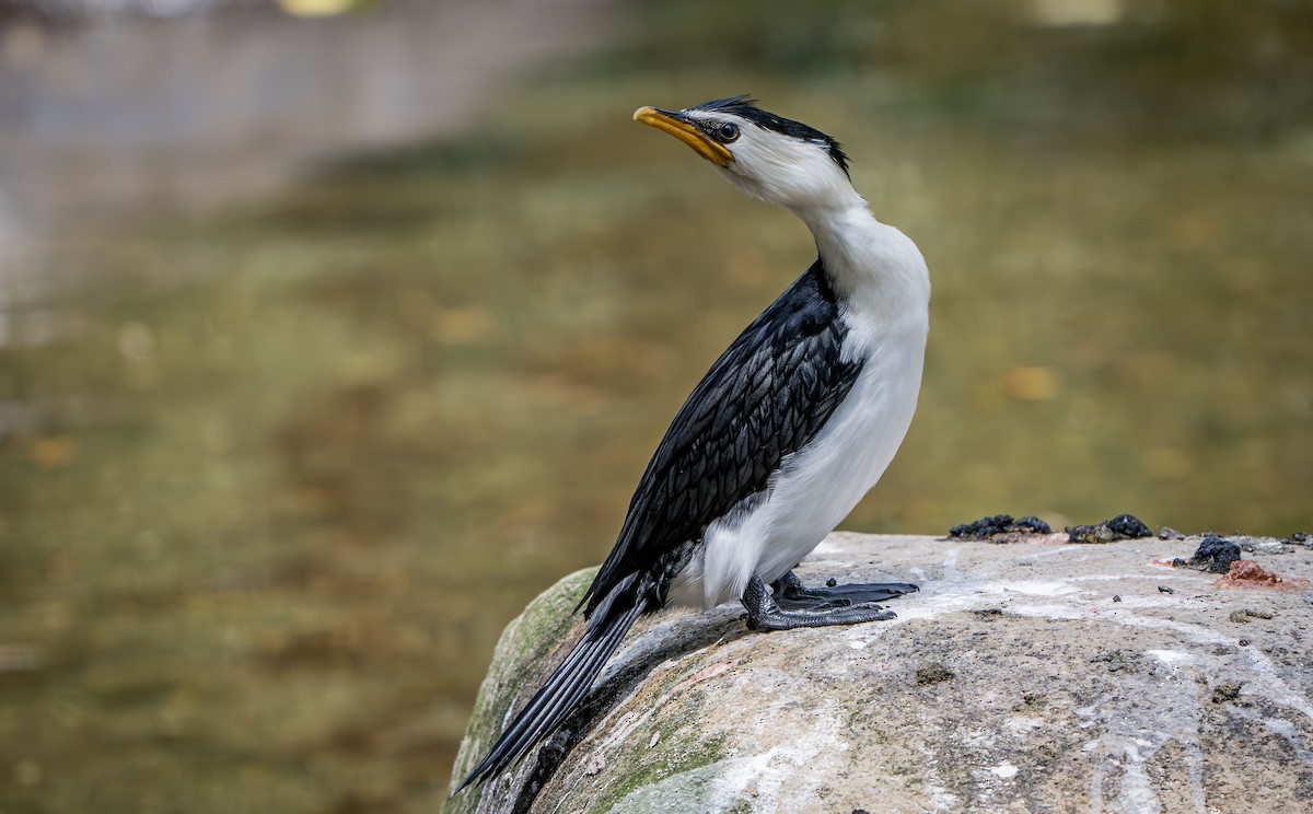 Little Pied Cormorant - ML625389373